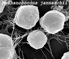 Methanococcus janaschii