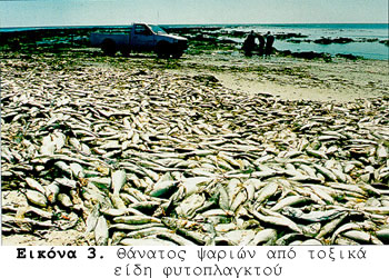 Θάνατος ψαριών από τοξικά είδη φυτοπλαγκτού