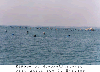 Μυδοκαλλιέργειες στο νομό Πιερίας