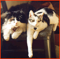 Γάτες σε πολυθρόνα