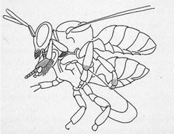 Σχεδιάγραμμα ζευγαρώματος μέλισσας