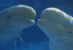 Ζευγάρι από φάλαινες Beluga