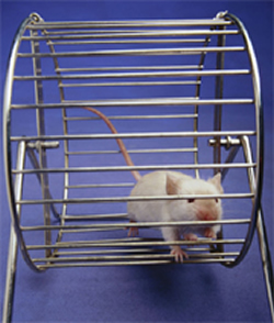 Ποντίκι που τρέχει σε κλουβί - ρόδα