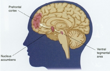 Εγκεφαλικές περιοχές